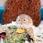 How To Create the Perfect Gerbil Cage Setup