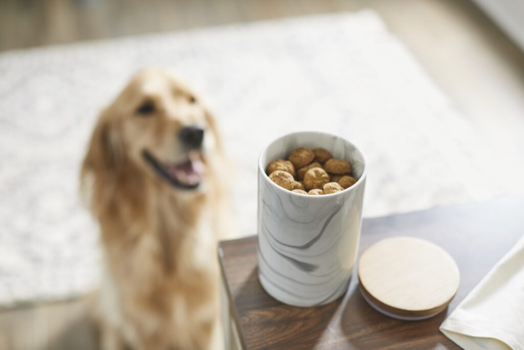 A Golden Retriever stares at a jar of treats on the counter.