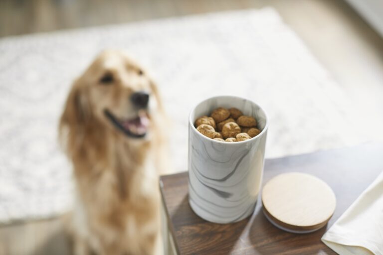 A Golden Retriever stares at a jar of treats on the counter.