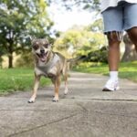 How Hot Is Pavement for Dogs? 9 Surfaces That Can Burn Your Pup’s Paws