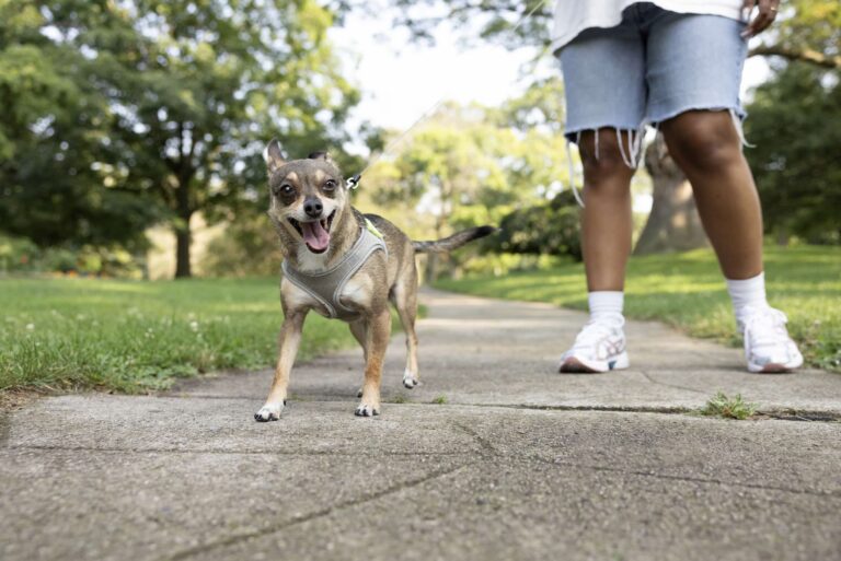 how hot is pavement for dogs: a tan Chihuahua mix in harness goes on a walk with his person on a sidewalk in the park