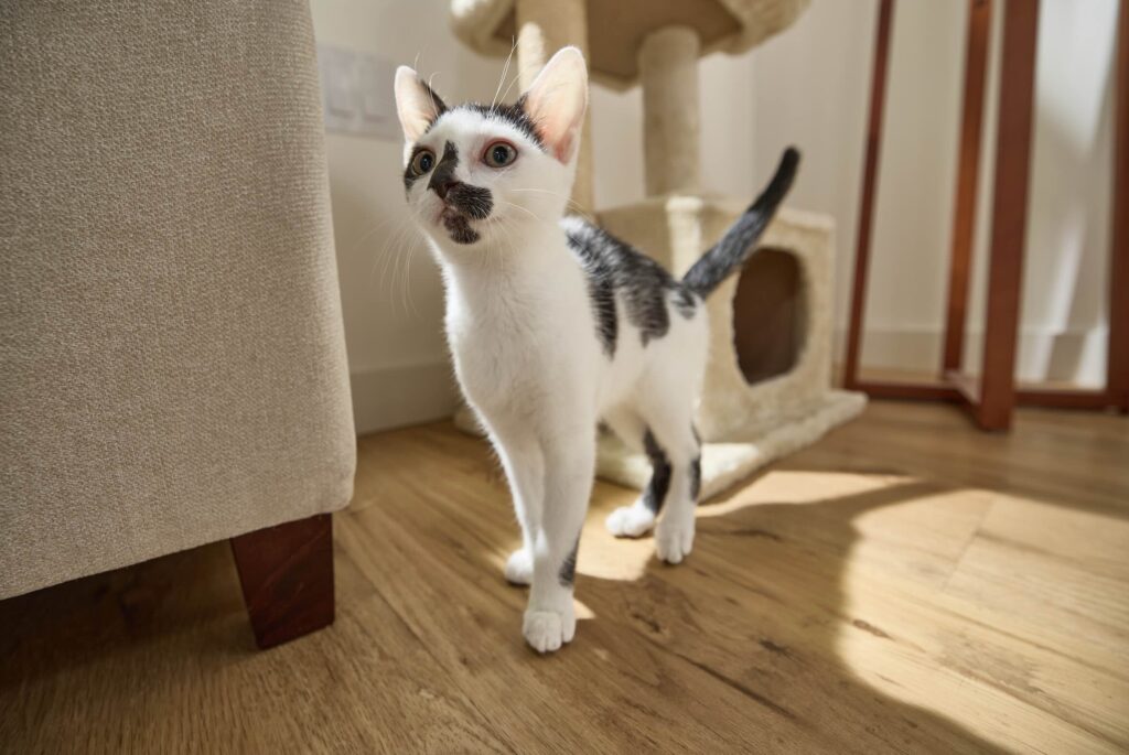 A small gray and white cat stands next to this beige cat tower.