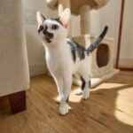 Is Lavender Safe for Cats?