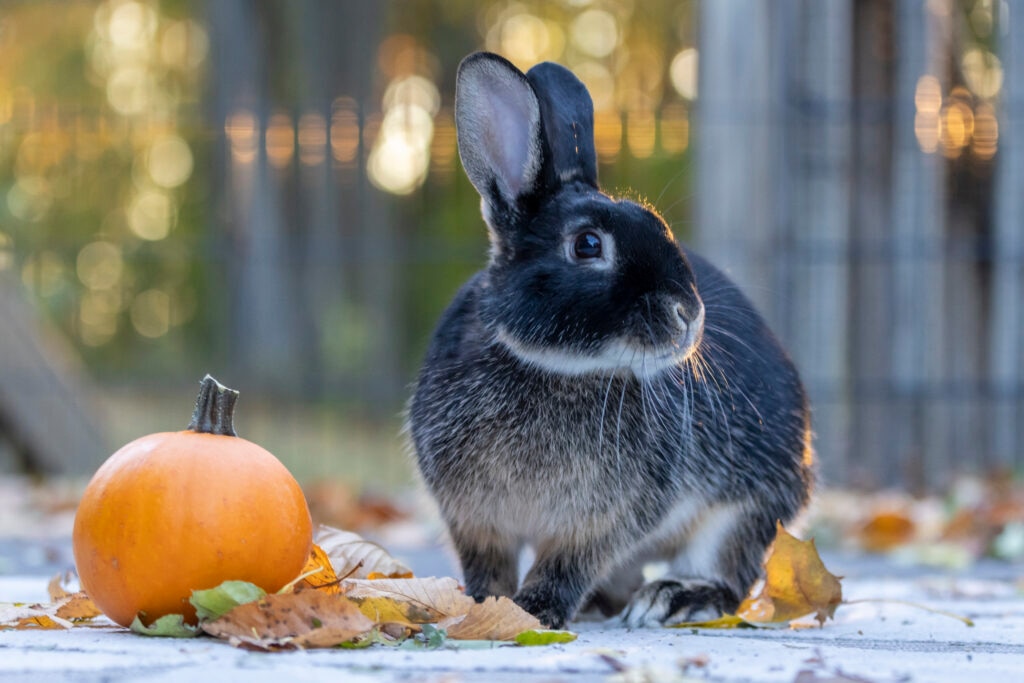 can rabbits eat pumpkin: rabbit sitting next to pumpkin