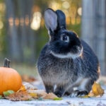 Can Rabbits Eat Pumpkin?