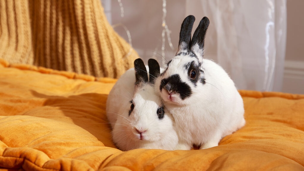 can rabbits eat oranges: two rabbits on cushion