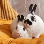Can Rabbits Eat Oranges?