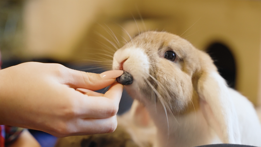 can rabbits have blueberries: rabbit eating blueberry from pet parent hand