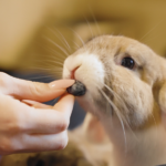 Can Rabbits Have Blueberries?