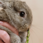 Can Rabbits Eat Asparagus?