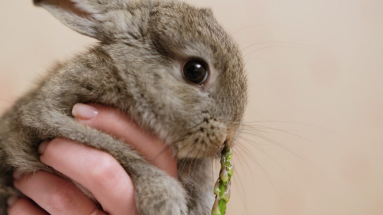 can rabbits eat asparagus: pet parent feeding asparagus to rabbit