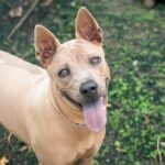 A smiling fawn Thai Ridgeback looking up