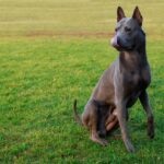 A blue Thai Ridgeback dog sitting in grass