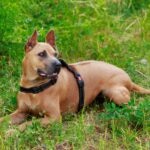 a red Thai Ridgeback lying in grass and wearing a harness