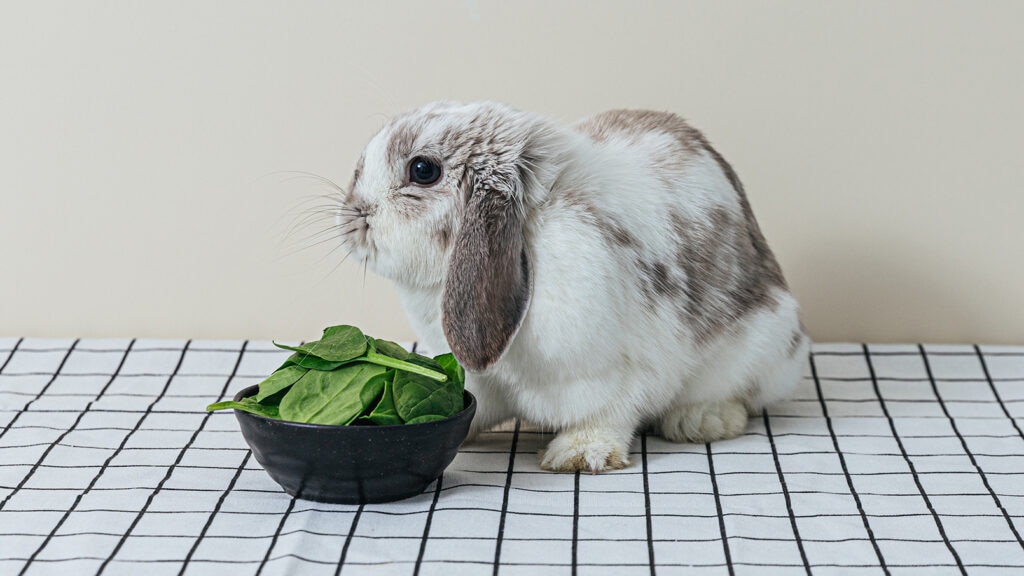 can rabbits eat spinach: rabbit sitting next to bowl of spinach