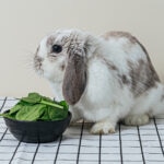 Can Rabbits Eat Spinach?