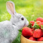 Can Rabbits Eat Strawberries?
