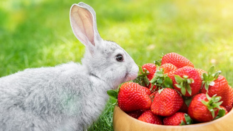 can rabbits eat strawberries: rabbit smelling bowl of strawberries