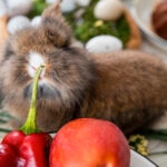 Can Rabbits Eat Bell Peppers?