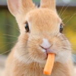 Can Rabbits Eat Carrots?