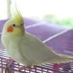 Cockatiel Cage Setup: Everything You Need for a Happy, Healthy Bird