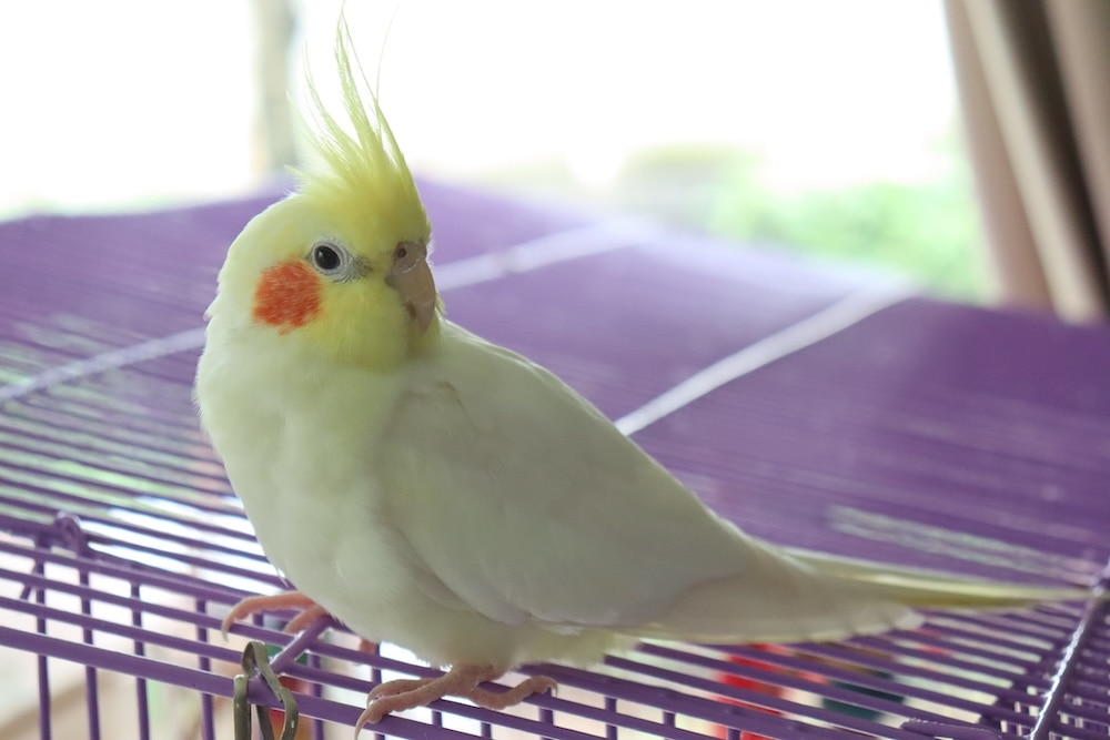 Cockatiel perched on top of spacious cage