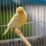 Can Canaries Live Together?