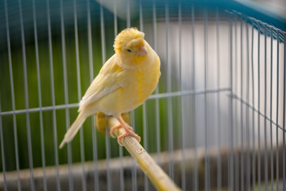 Single canary in a cage