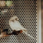Why Is My Bird Quiet?