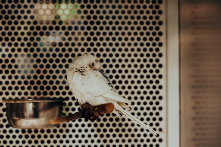 White budgie sleeping and being quiet