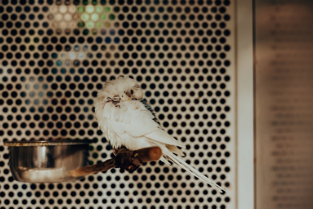 White budgie sleeping and being quiet