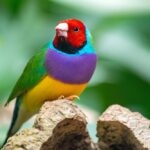 8 Top Quiet Pet Birds