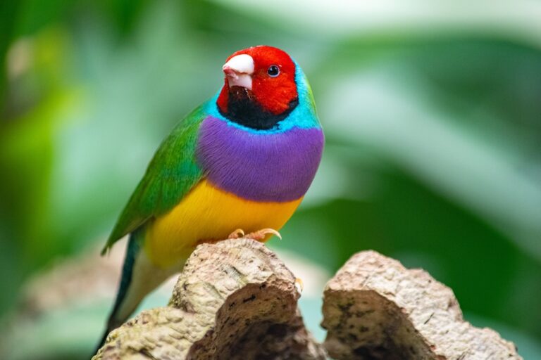 gouldian finch perched on a branch
