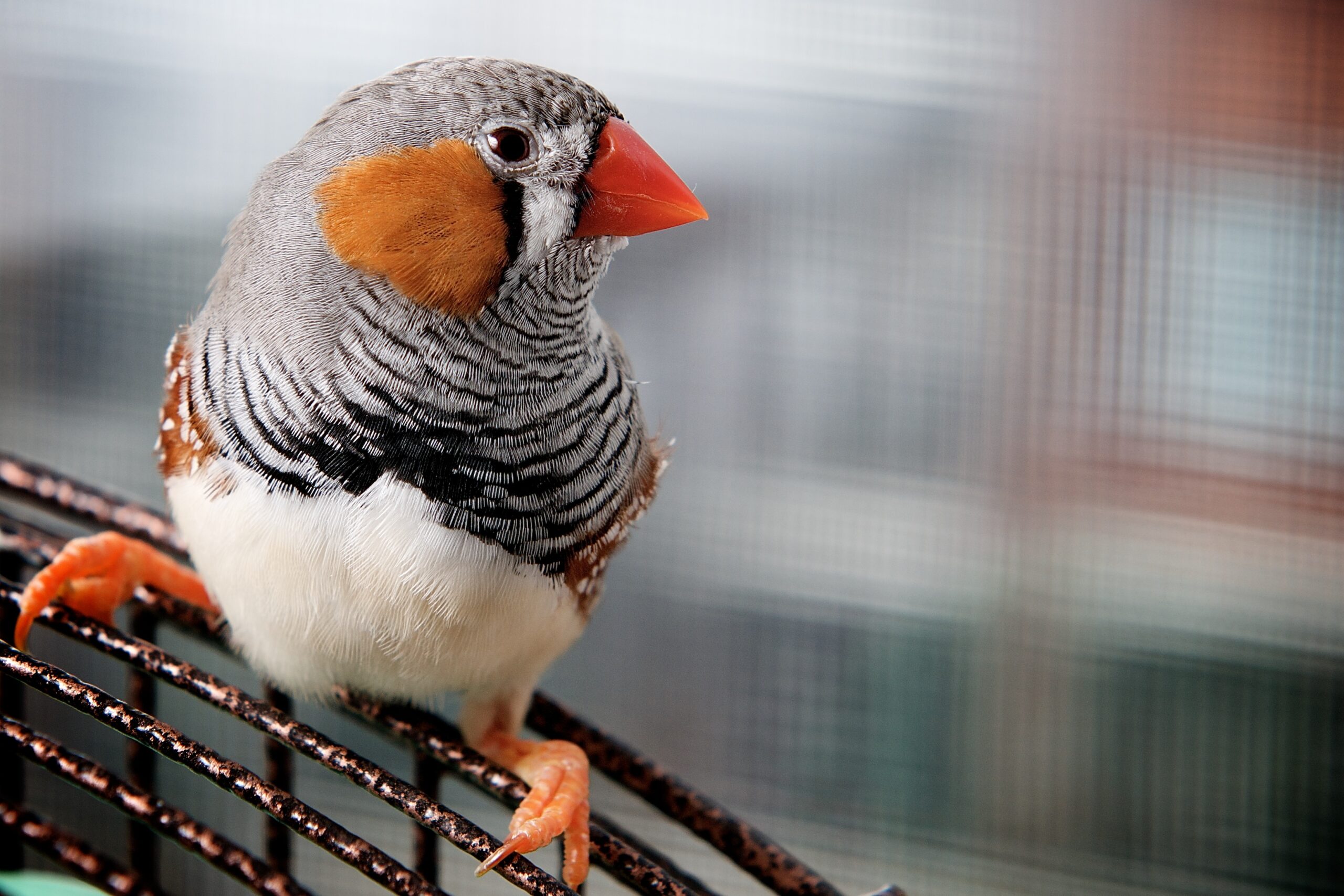 finches