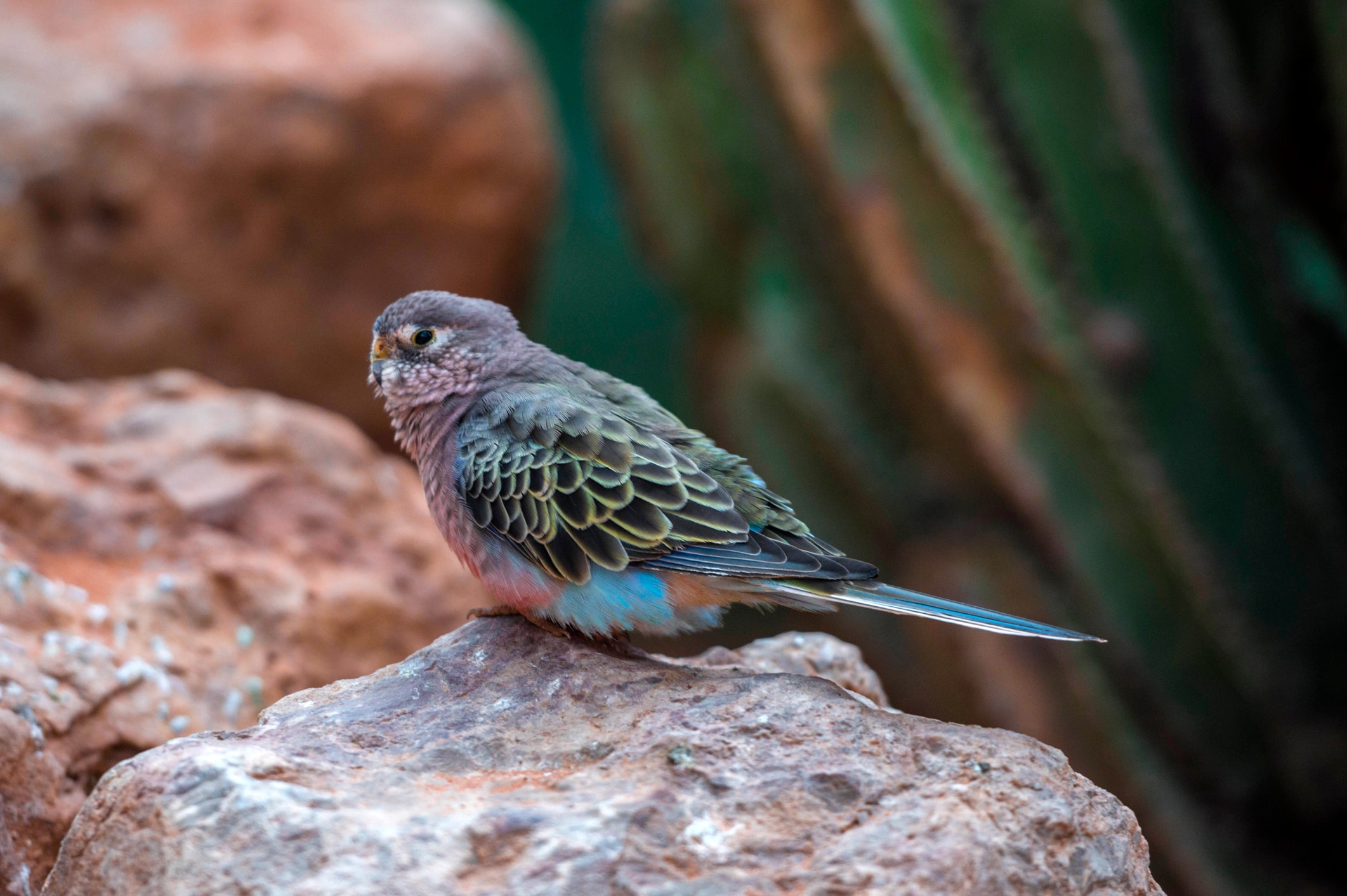 Bourke’s Parakeets