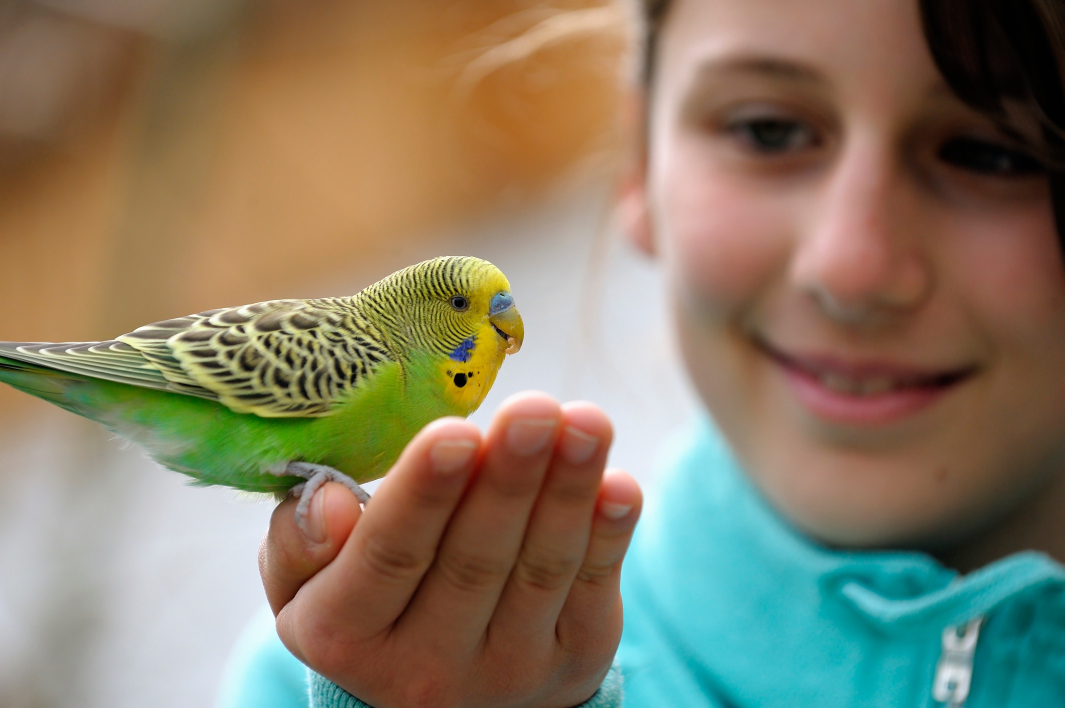 Budgies