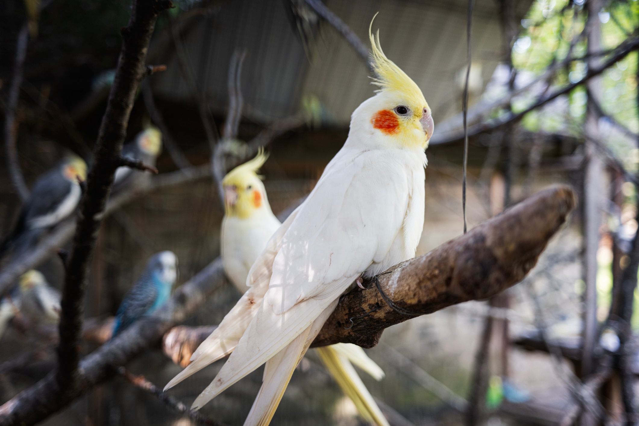 Cockatiels