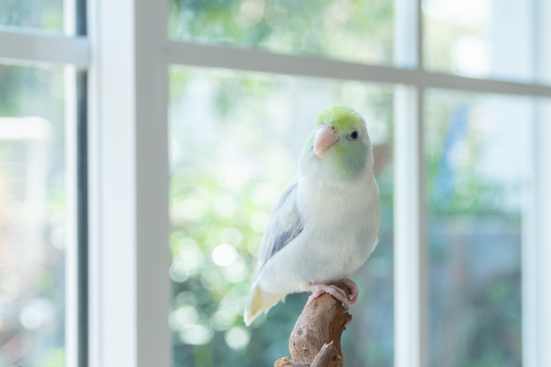 Parrotlets