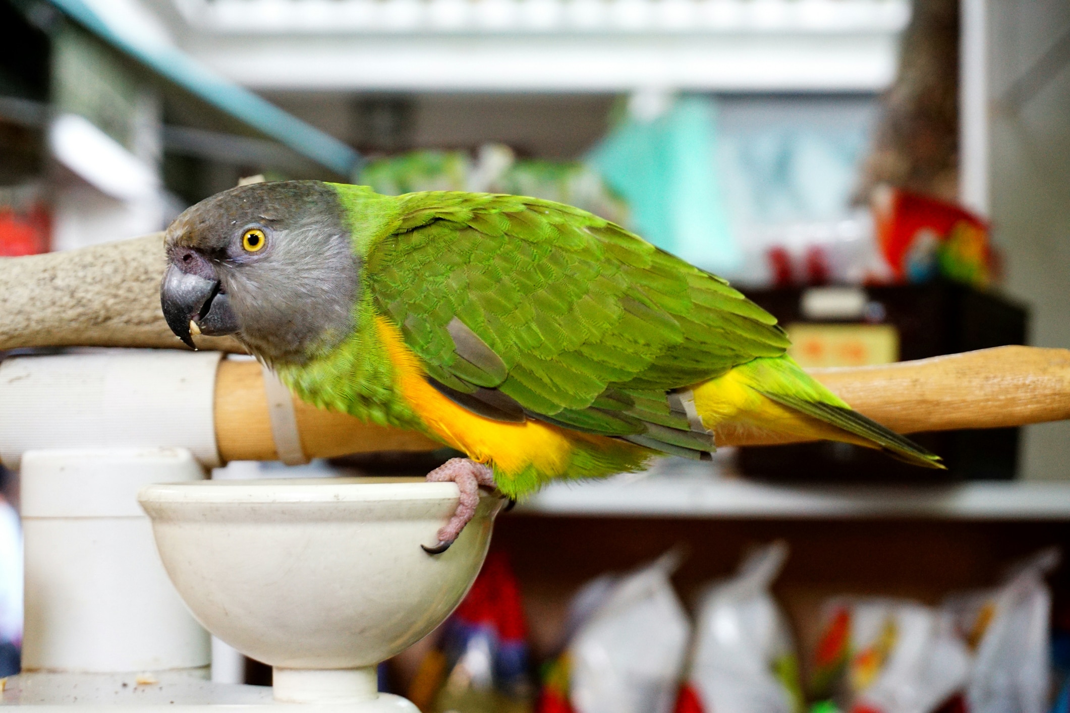 Senegal Parrots