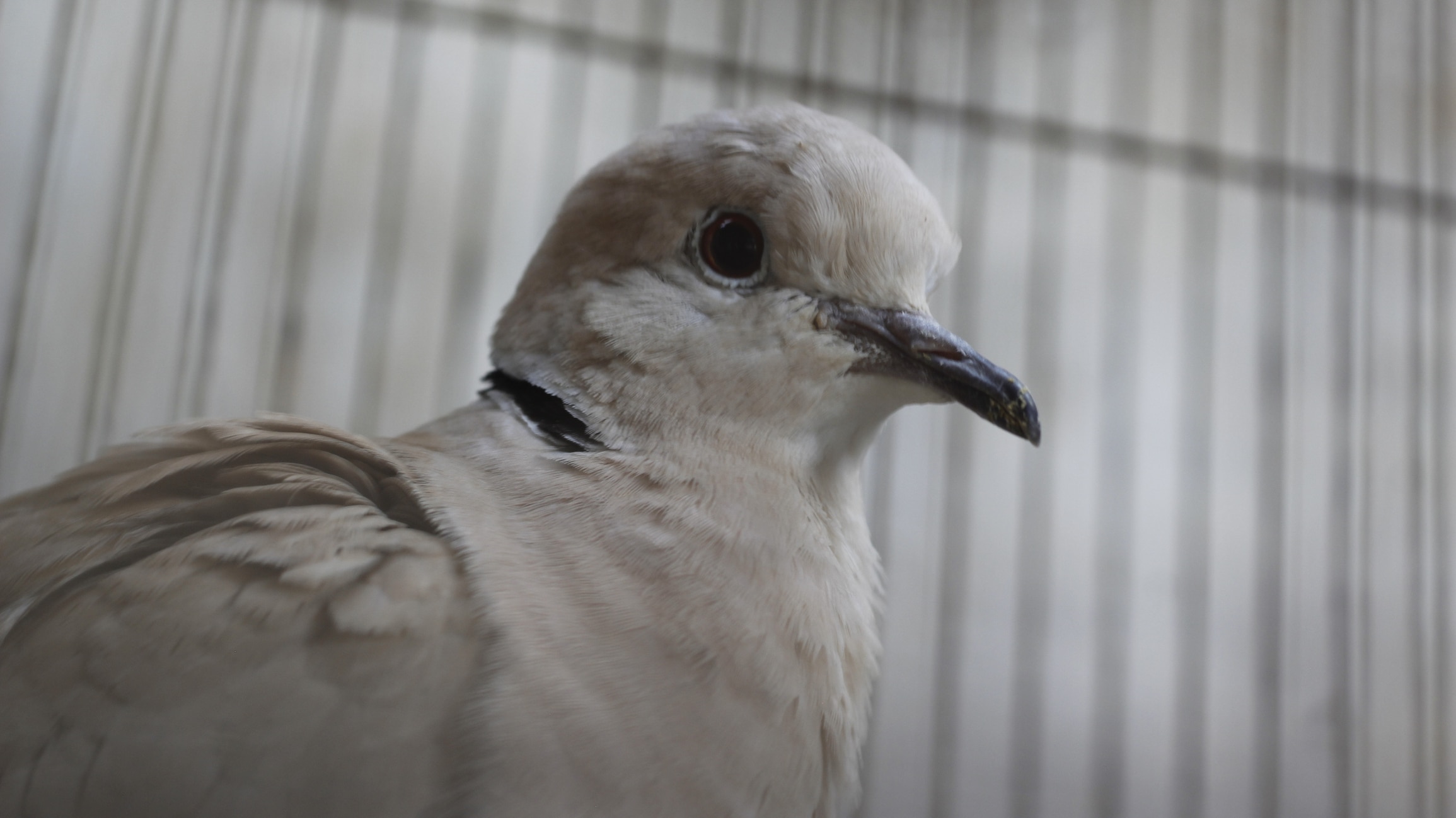 Doves