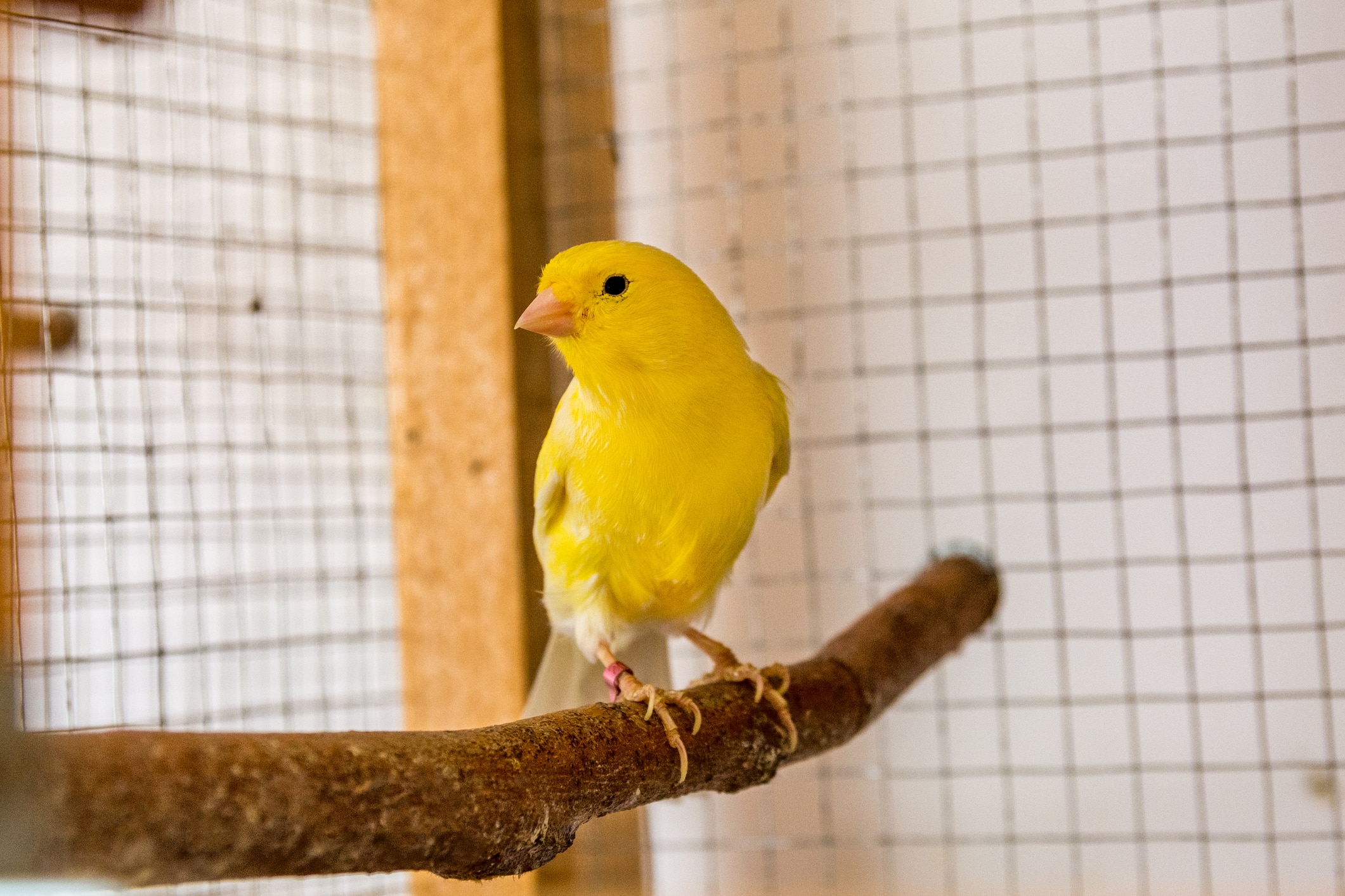canary