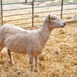 Sheep Shearing: What to Know About This Woolly Practice