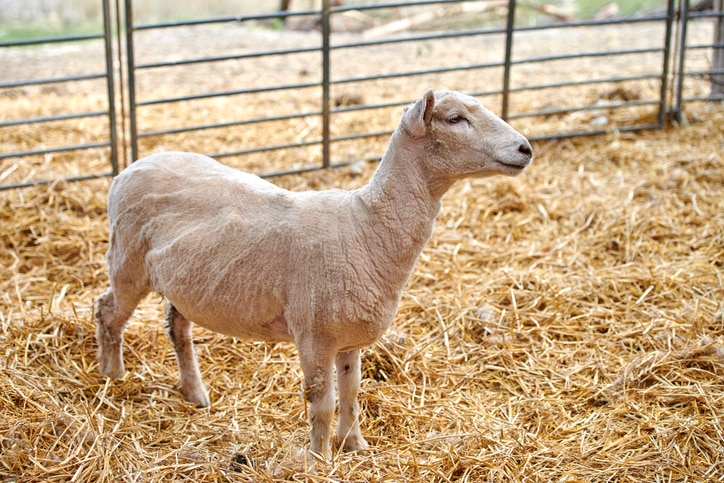 A recently sheared sheep hangs out in his paddock.