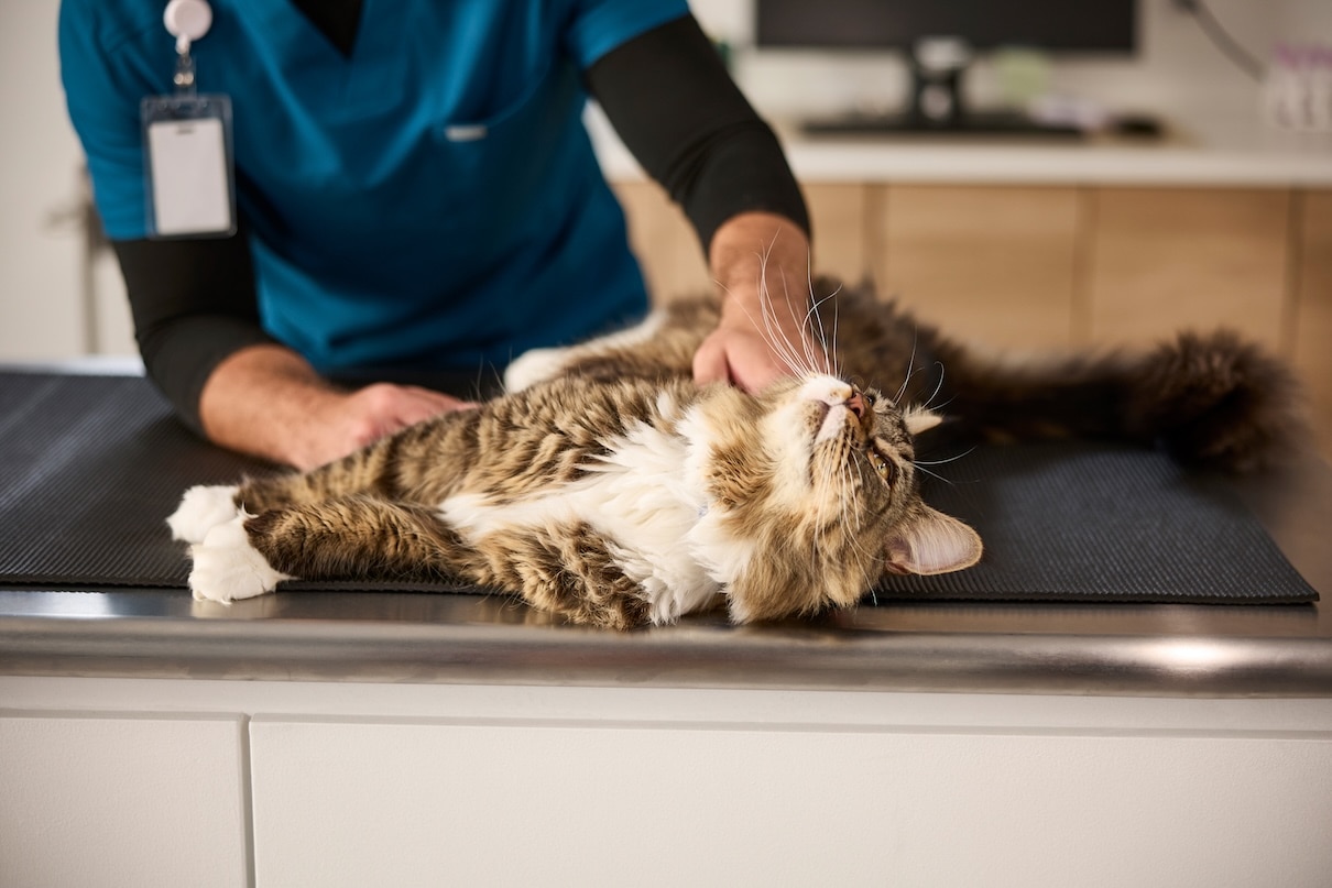 A brown tabby Maine Coon being examined by a vet