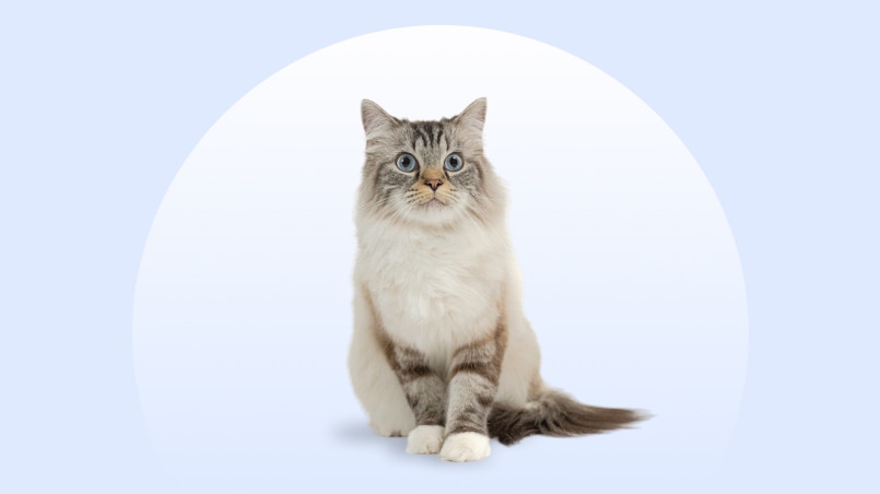 RagaMuffin cat sitting on an isolated blue background