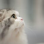 A close-up of a Ragamuffin cat's face