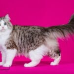 Long-haired gray and white RagaMuffin cat with blue eyes standing against a bright pink background.