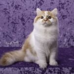 Long-haired cream and white RagaMuffin cat sitting against a purple backdrop.