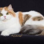 Long-haired white, orange, and brown RagaMuffin cat lying against a black background.