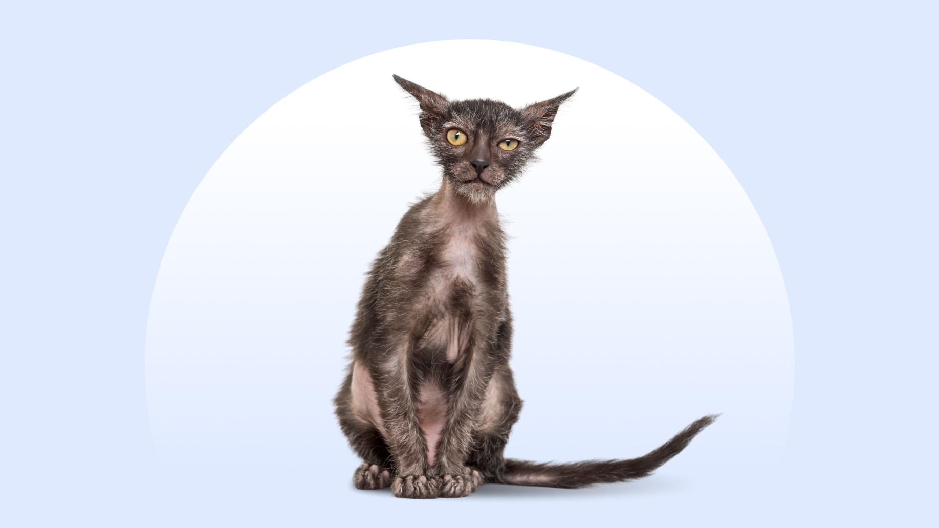 A Lykoi cat sitting on an isolated blue background